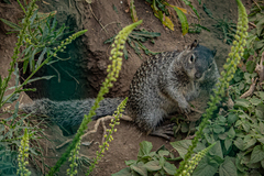 Otospermophilus variegatus