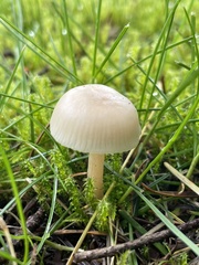 Clitocybe deceptiva