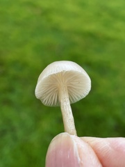 Clitocybe deceptiva