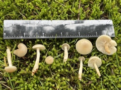 Clitocybe deceptiva