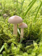 Clitocybe deceptiva