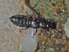 Platystethus