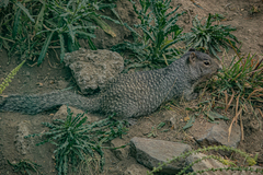 Otospermophilus variegatus