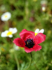Papaver hybridum