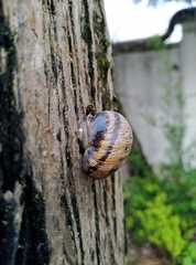 Caucasotachea leucoranea