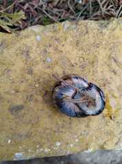 Caucasotachea leucoranea