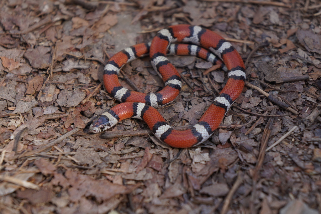 Western Milksnake (Snakes of New Mexico) · iNaturalist