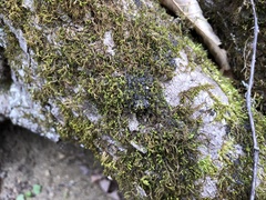 Scytinium juniperinum