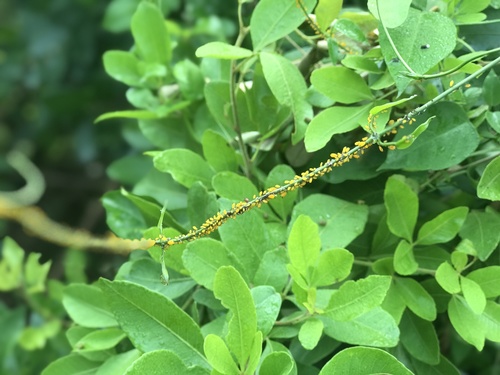 Oleander Aphid