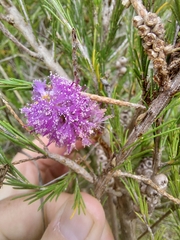 Melaleuca diosmatifolia