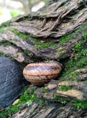 Caucasotachea leucoranea