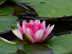 Nymphaea × khurooi