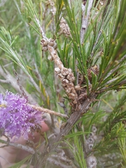 Melaleuca diosmatifolia