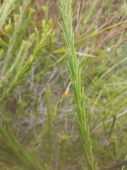 Melaleuca diosmatifolia