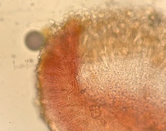 Bacidia diffracta