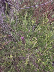 Melaleuca diosmatifolia