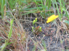 Cicendia quadrangularis