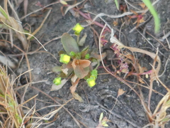 Cicendia quadrangularis