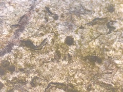 Stigmidium microspilum