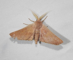 Monoctenia smerintharia