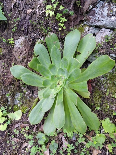 Aeonium cuneatum