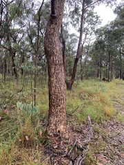 Corymbia eximia