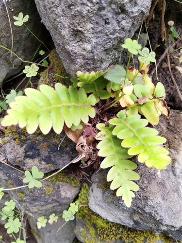 Image of Golden Rustyback Fern (Asplenium aureum) by (c) Christina s.l., some rights reserved (CC BY)