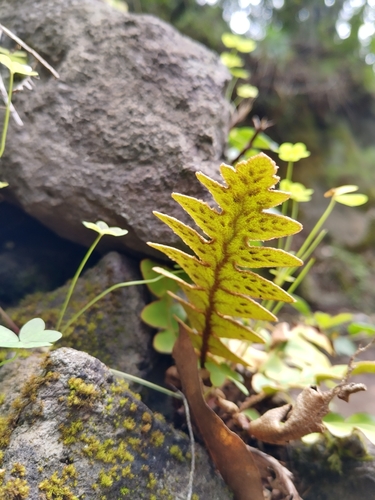 Image of Golden Rustyback Fern (Asplenium aureum) by (c) Christina s.l., some rights reserved (CC BY)