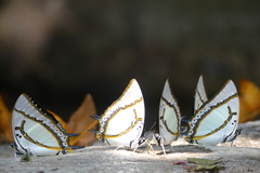 Polyura eudamippus