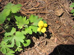 Viola lobata