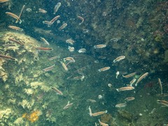 Trachinops caudimaculatus