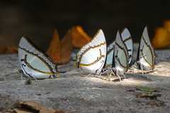 Polyura eudamippus