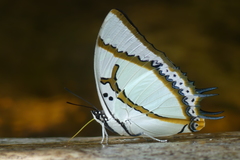 Polyura eudamippus