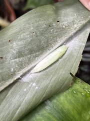 Notocrypta curvifascia
