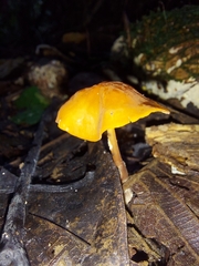 Marasmius cladophyllus