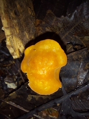 Marasmius cladophyllus