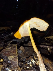 Marasmius cladophyllus
