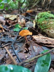 Marasmius cladophyllus