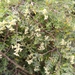 Paronychia canariensis - Photo (c) Christina Staudigl, algunos derechos reservados (CC BY), subido por Christina Staudigl