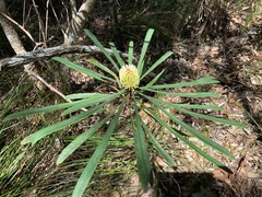 Banksia aquilonia