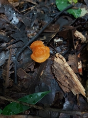Marasmius cladophyllus