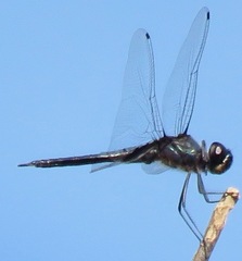 Tramea binotata