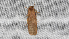 Scoliacma pactolias