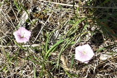 Convolvulus remotus