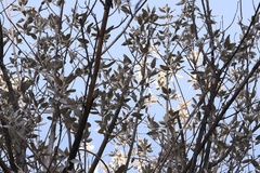 Sideroxylon leucophyllum