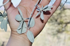 Sideroxylon leucophyllum