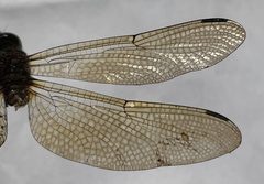 Zyxomma atlanticum