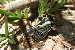 Distantalna splendida