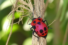 Poecilocoris nepalensis