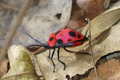 Poecilocoris nepalensis